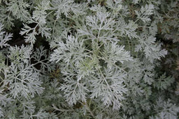 Artemesia Powis Castle.jpg