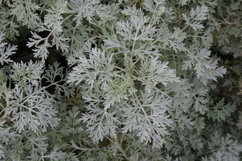 Artemesia Powis Castle.jpg