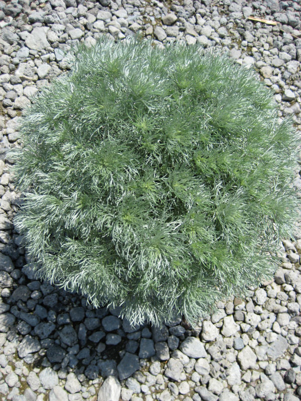 Artemesia Silver Mound.jpg