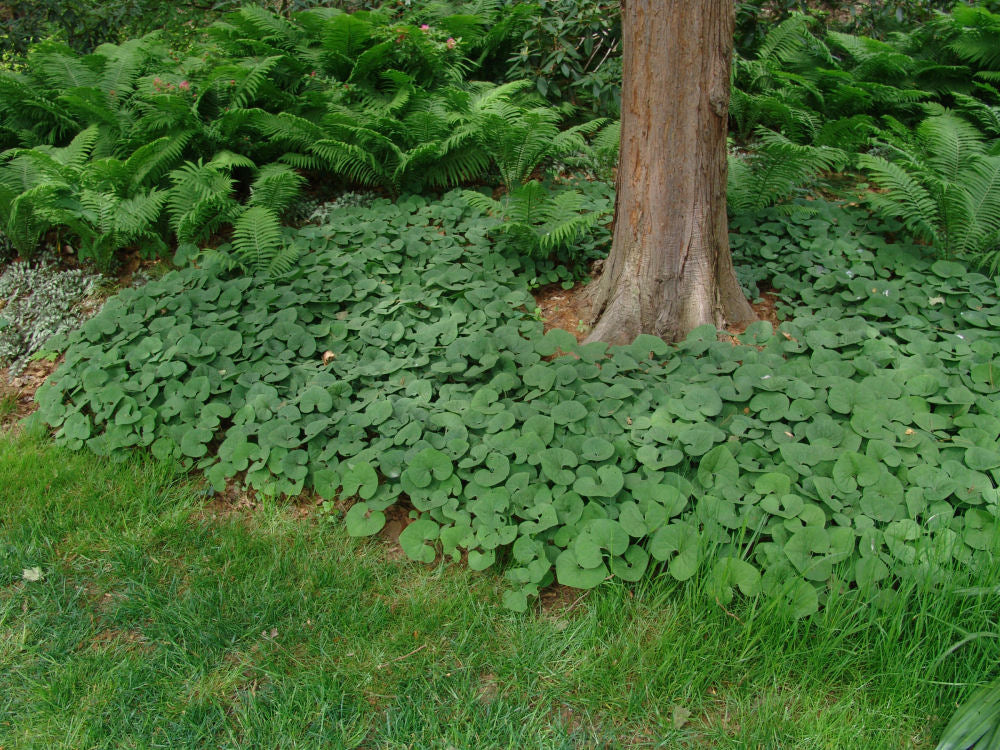 Asarum canadense.jpg