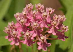 Asclepias_incarnata.jpg