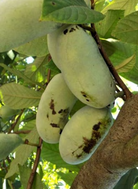 Asimina-triloba.png