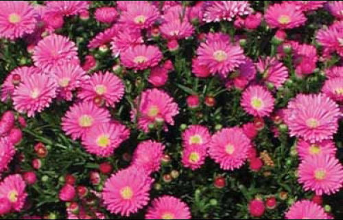 Aster_Pink_Magic.jpg
