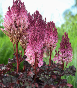 Astilbe_Dragonlair_ccwg.png