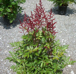 Astilbe Montgomery.jpg