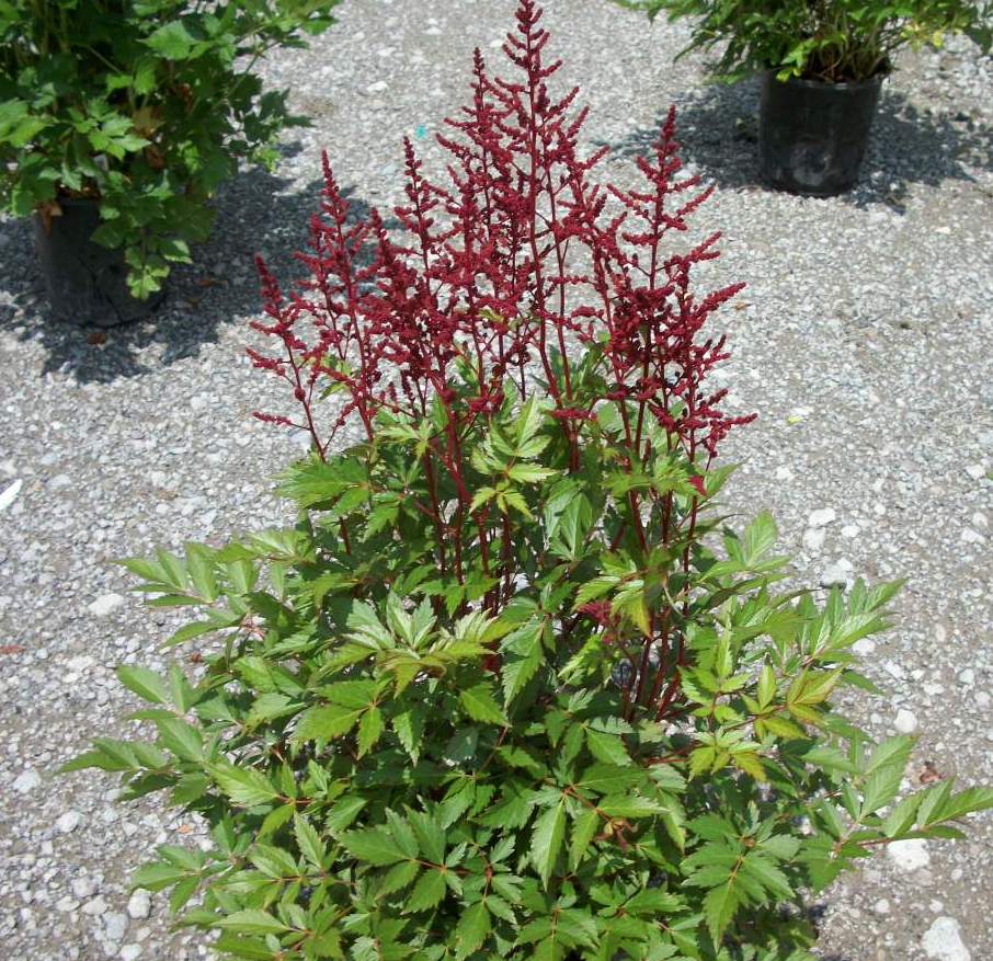 Astilbe Montgomery.jpg