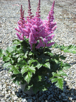 Astilbe Visions In Purple.jpg