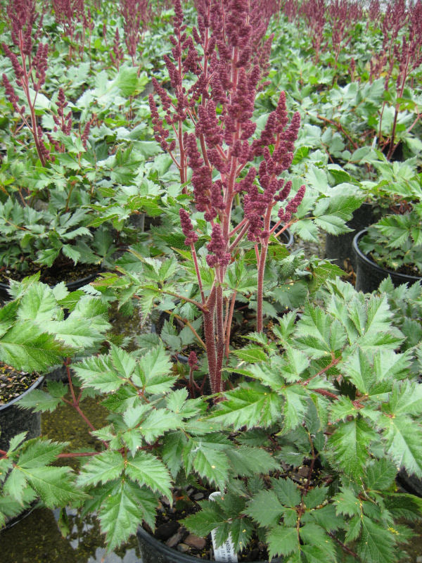 Astilbe Visons In Red.jpg