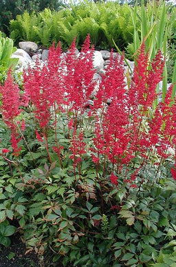 Astilbe_fanal.JPG