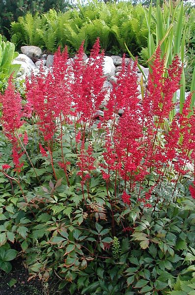 Astilbe_fanal.JPG