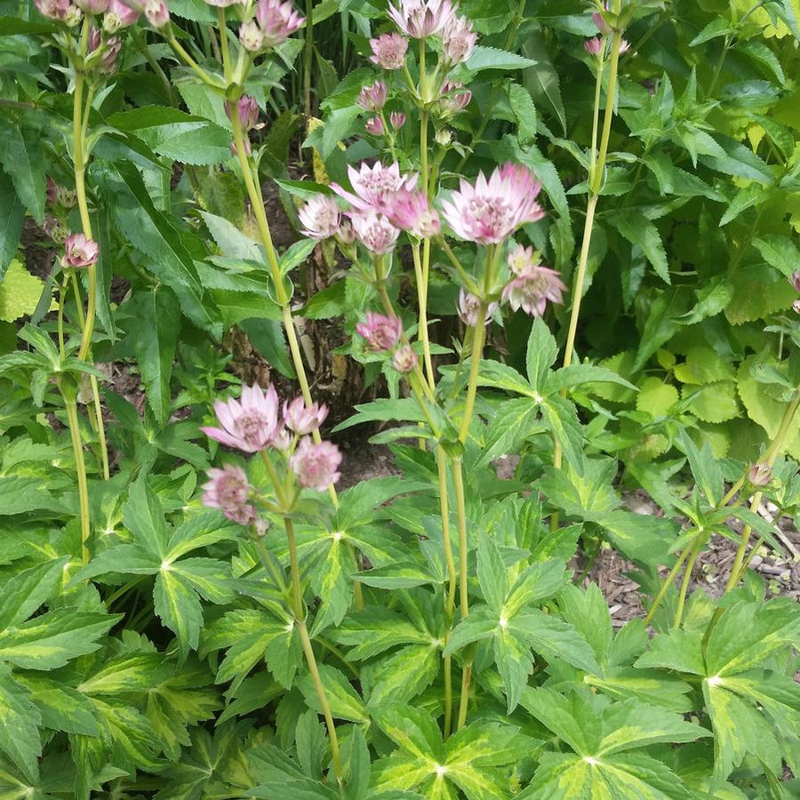 Astrantia Masterpiece.jpg