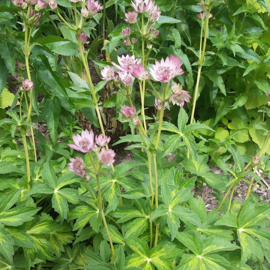 Astrantia Masterpiece.jpg