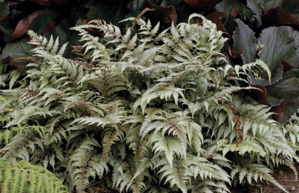 Athyrium-niponicumPictum.jpg