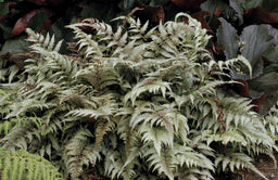 Athyrium-niponicumPictum.jpg