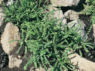 Athyrium_Frizelliae frilly tatting.jpg