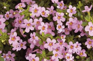 BACOPA%20SCOPIA%20DARK%20PINK[1].jpg