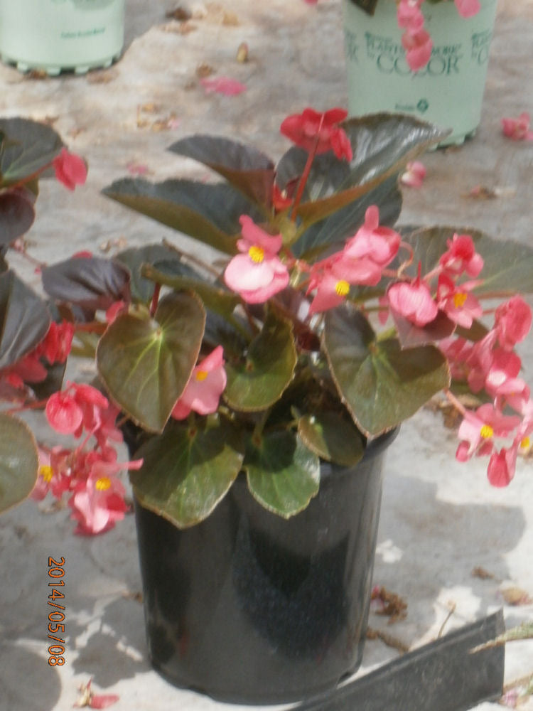 BEGONIA WHOPPER BRONZELEAF ROSE 19CM.JPG