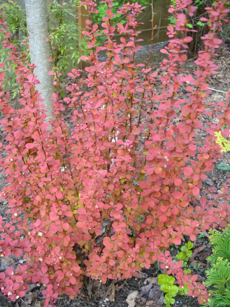 BERBERIS_ORANGE_ROCKET.jpg
