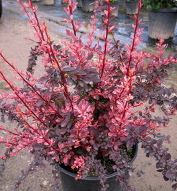 BERBERRIS ROSE GLOW 3 GAL.jpg