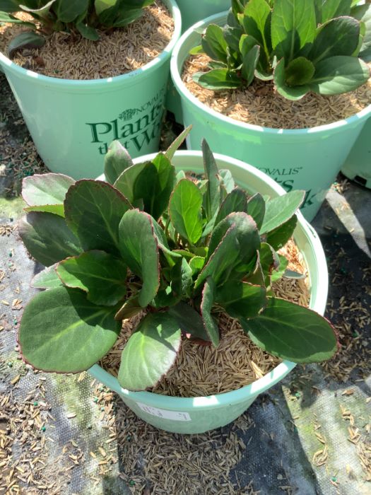 BERGENIA_EARLY_BRILLIANCE_MAGENTA_19CM_PTW WNI.jpg