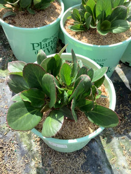 BERGENIA_EARLY_BRILLIANCE_MAGENTA_19CM_PTW WNI.jpg