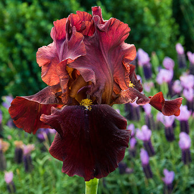 BERNICES LEGACY IRIS.jpg