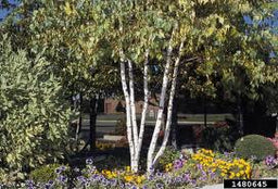 BETULA_JACQUEMONTI.jpg