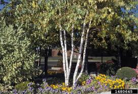 BETULA_JACQUEMONTI.jpg