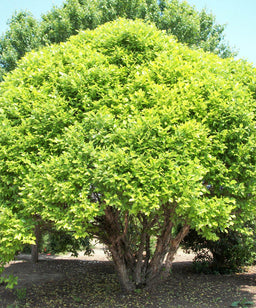 BETULA NIGRA LITTLE KING.jpg