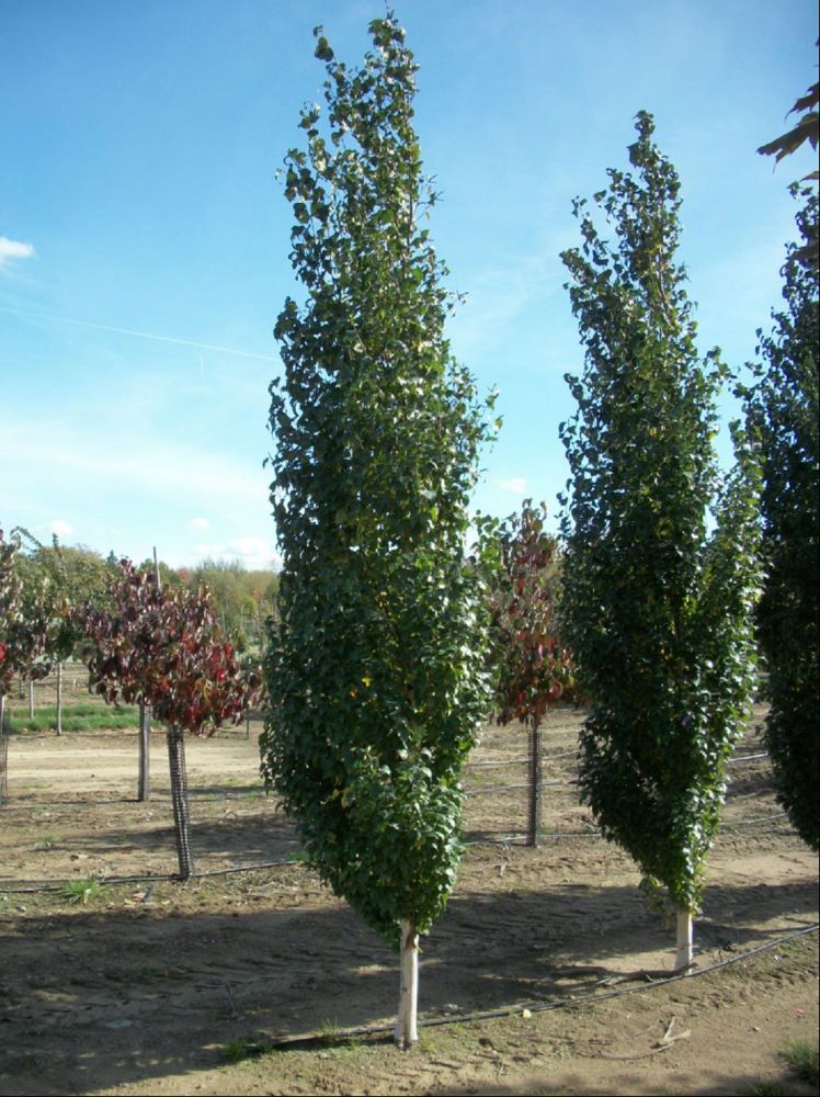 BETULA PLATYPHYLLA JEFPARK.jpg