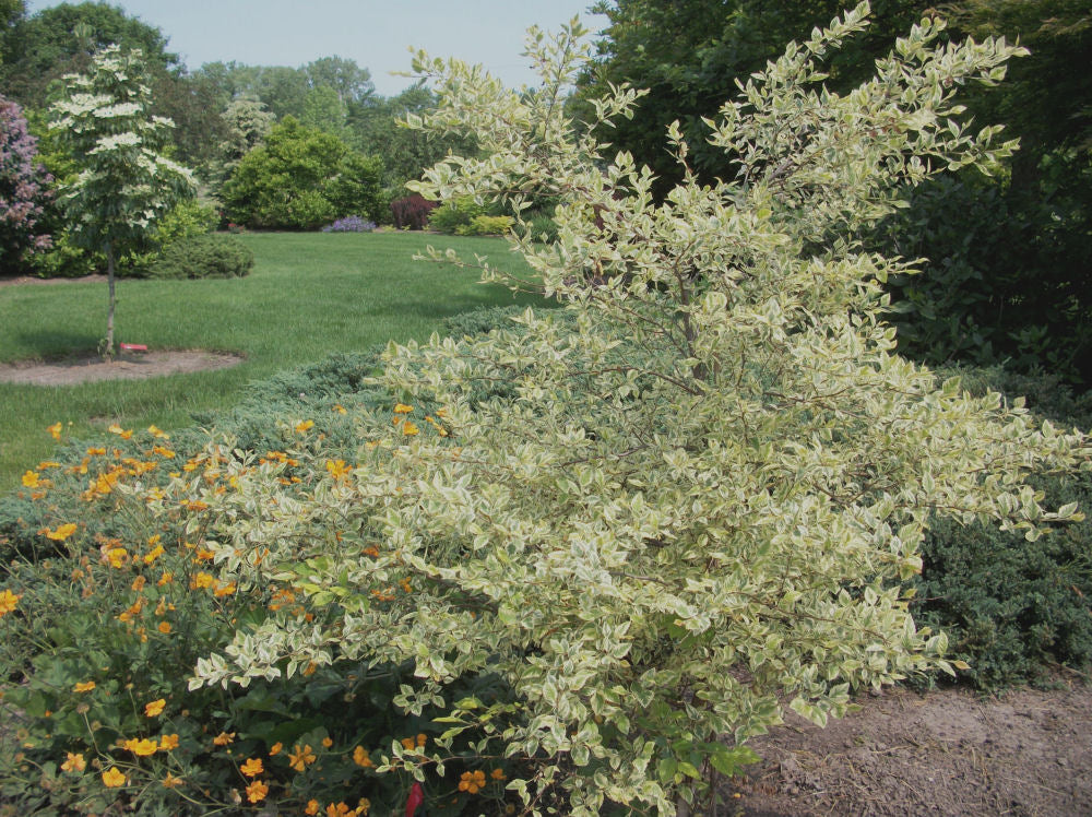 BETULA SHILOH SPLASH.jpg