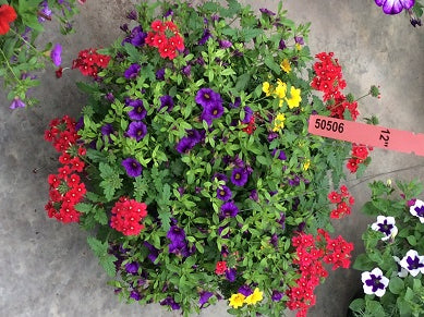 BIDENS%20GOLD,%20VERB%20RED%20and%20CALI%20BLUE%2012in%20HB%204-25-17[1].jpg