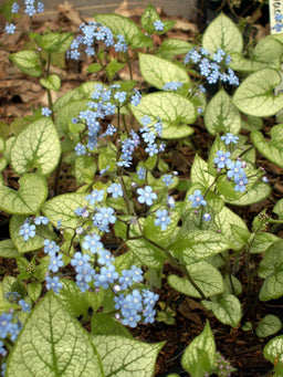 BRUNNERA JACK FROST.JPG