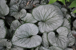 BRUNNERA_SILVER_HEART.jpg