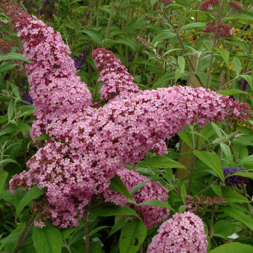 BUDDLEIA_PINK_DELIGHT.jpg