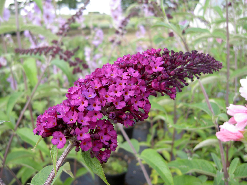 BUDDLEIA_ROYAL_RED.jpg