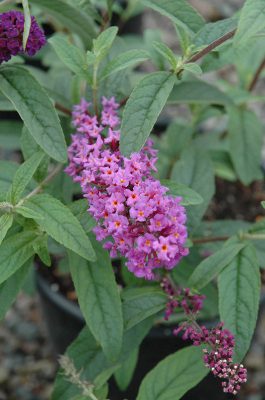 BUDDLEIA_WINDY_HILL.jpg