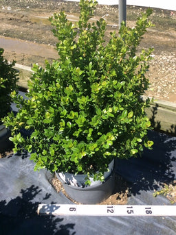 BUXUS%20M.%20'SPRINTER'%20%20G3%20PW%206-8-17[1].jpg
