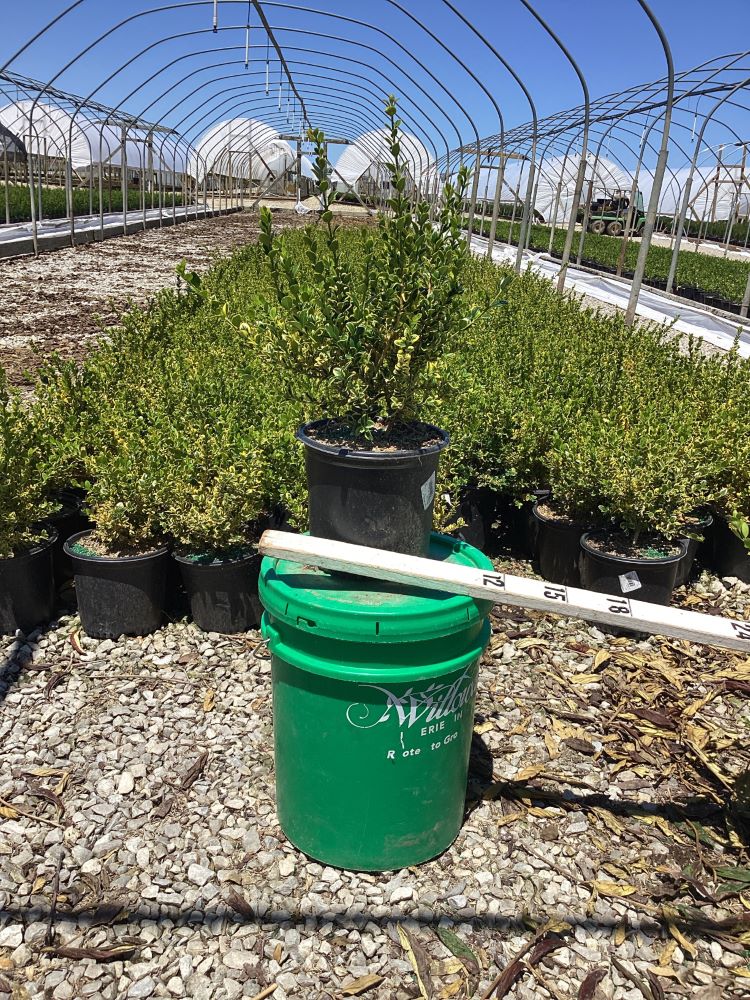 BUXUS GOLD GEM 19CM 8in.jpg
