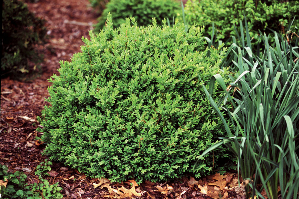 BUXUS_NORTH_STAR.jpg