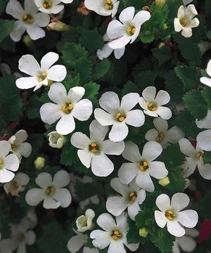 Bacopa%20Gulliver%20white[1].jpg