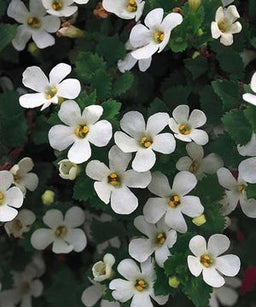 Bacopa%20Gulliver%20white[1].jpg