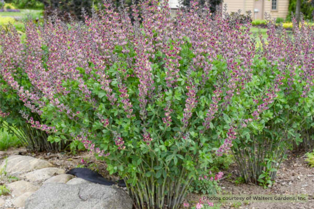 Baptisia Grape Escape Walters Garden 3.png