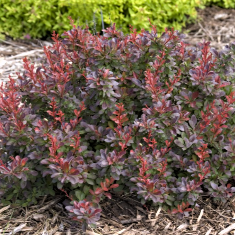 Barberry_cabernet_.png