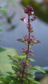 Basil%20Columnar[1].jpg