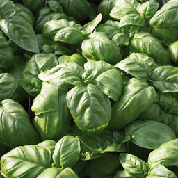 Basil%20Genovese%20Nufar[1].jpg