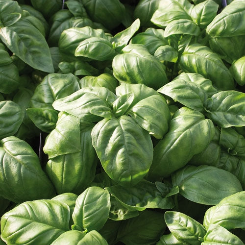 Basil%20Genovese%20Nufar[1].jpg