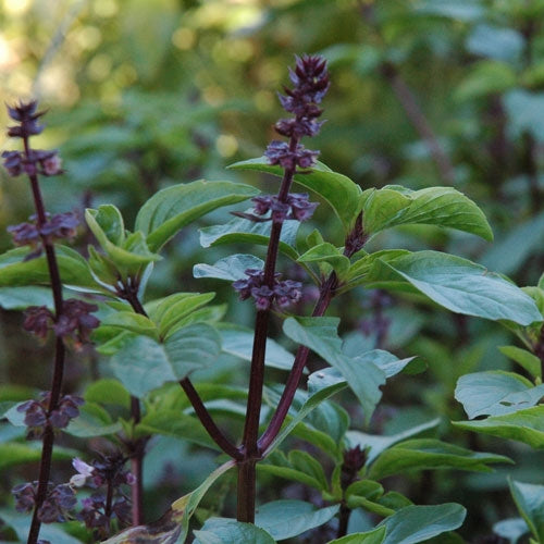 Basil%20Siam%20Queen[1].jpg