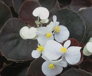Begonia%20Bada%20Boom%20bronze%20leaf%20white[1].jpg