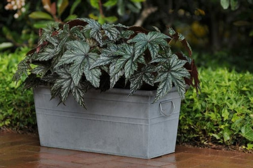 Begonia%20Gryphon[1].jpg